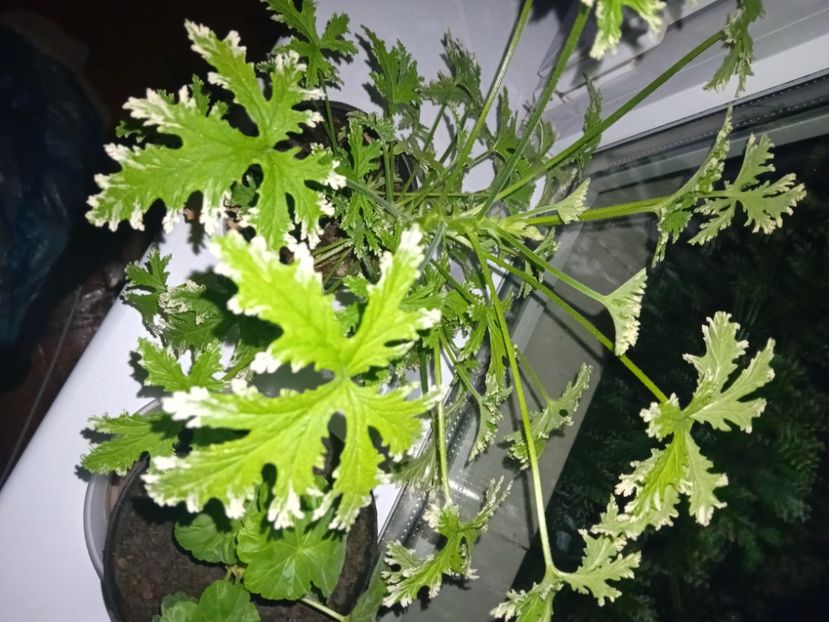  - Plante de apartament