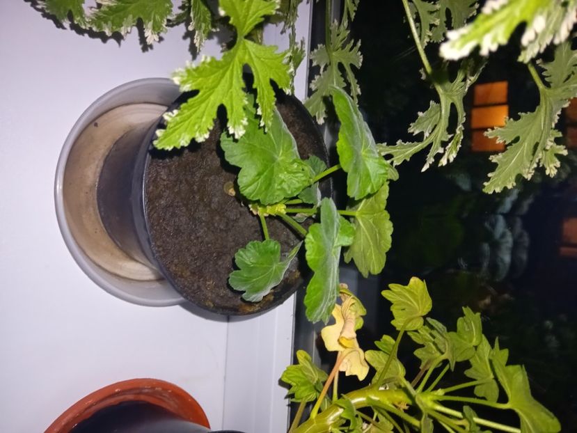  - Plante de apartament