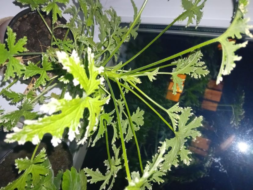  - Plante de apartament