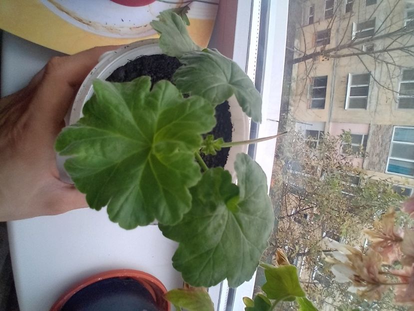  - Plante de apartament