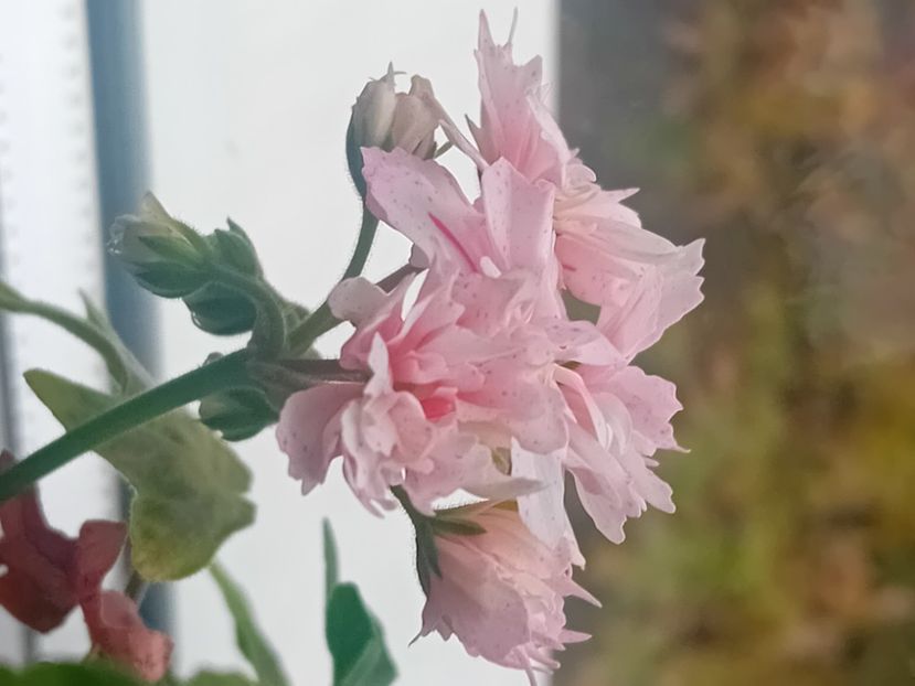  - Plante de apartament