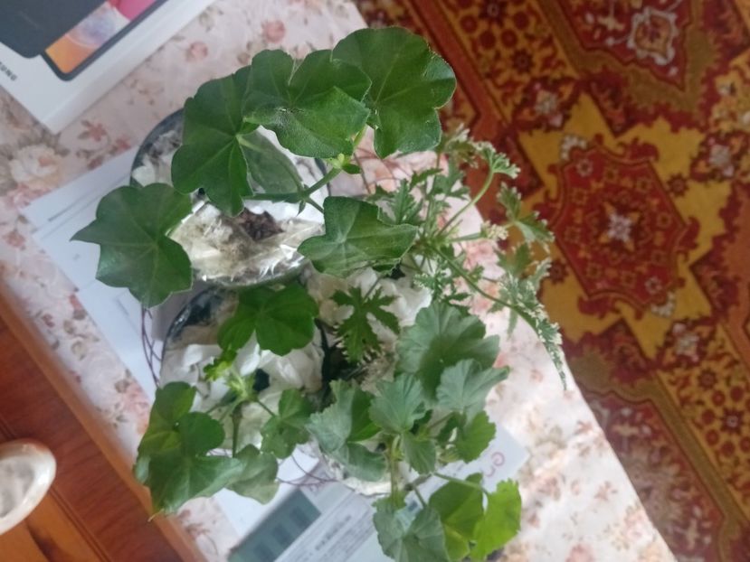  - Plante de apartament