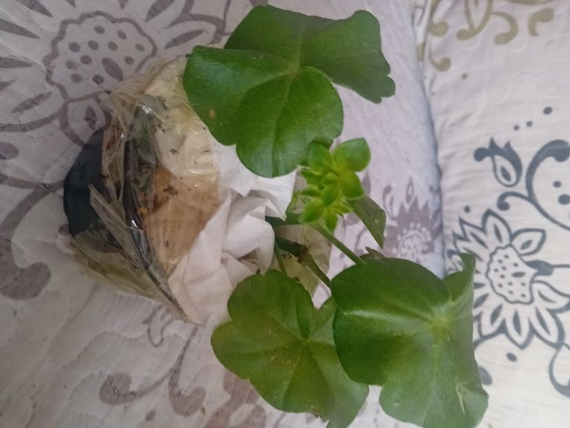  - Plante de apartament