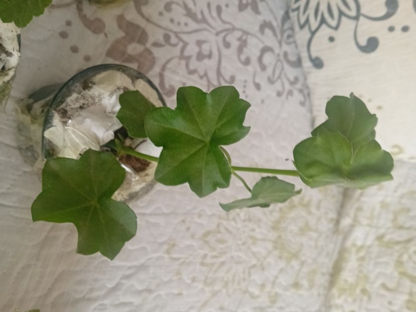  - Plante de apartament