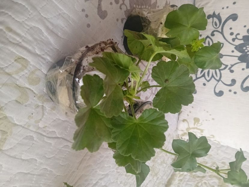  - Plante de apartament