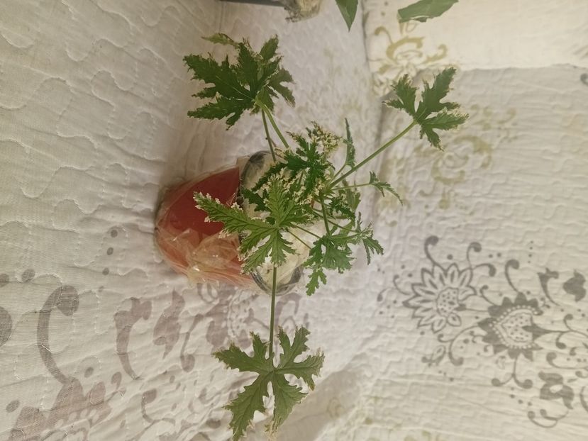  - Plante de apartament