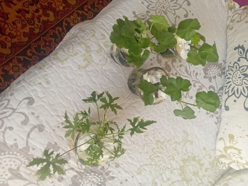  - Plante de apartament