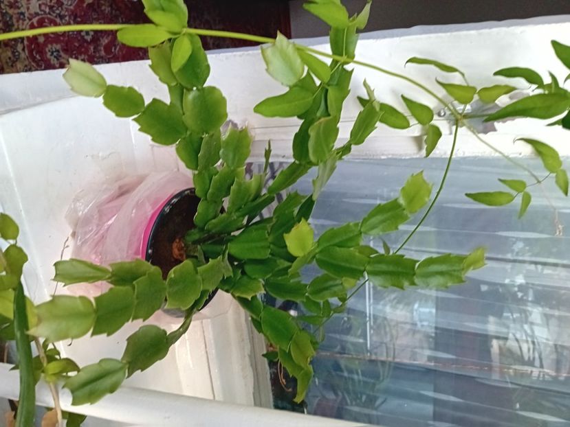  - Plante de apartament