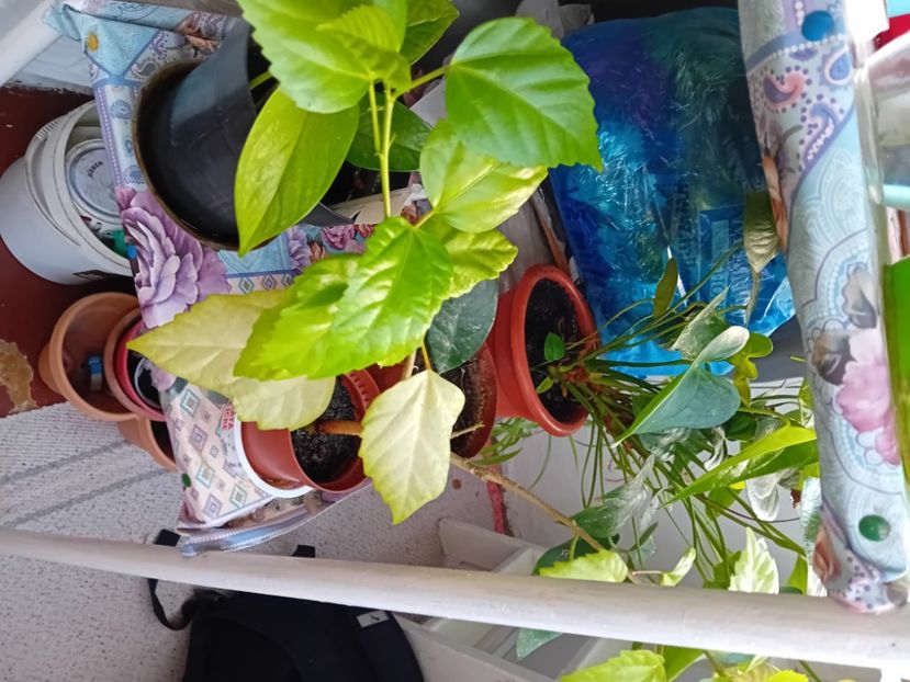  - Plante de apartament