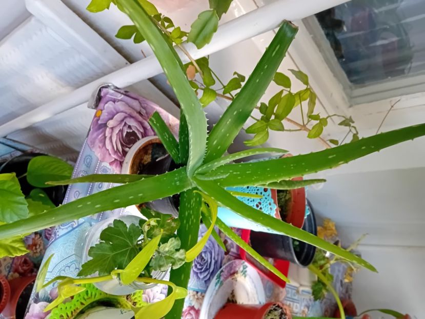  - Plante de apartament