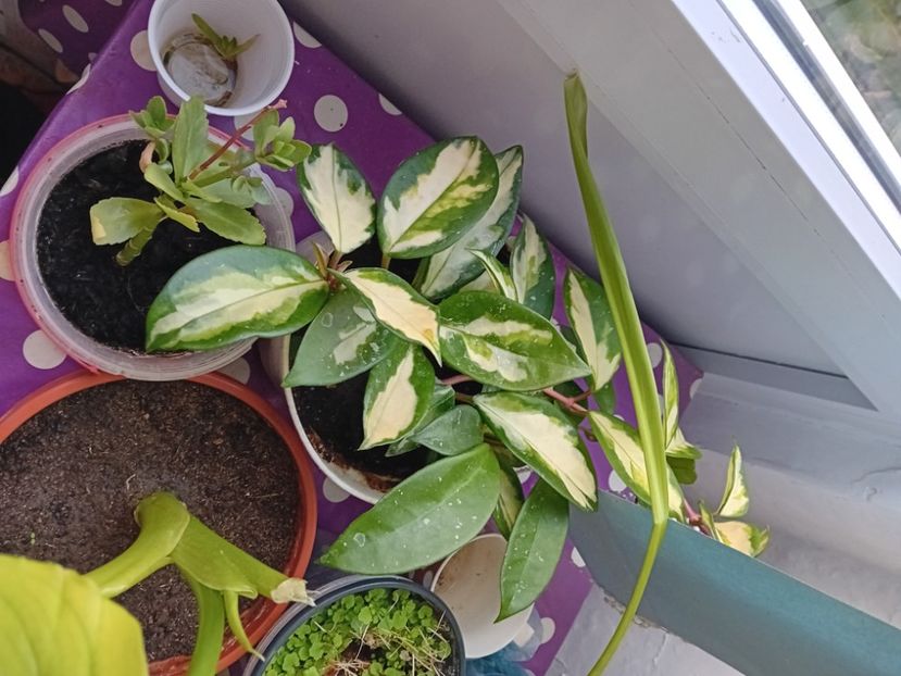  - Plante de apartament