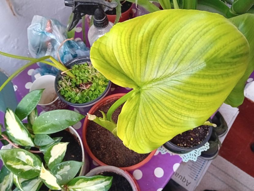  - Plante de apartament