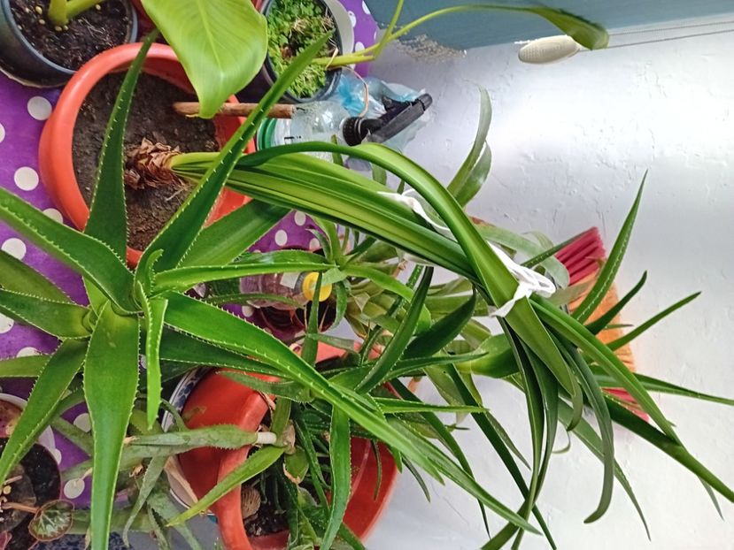  - Plante de apartament