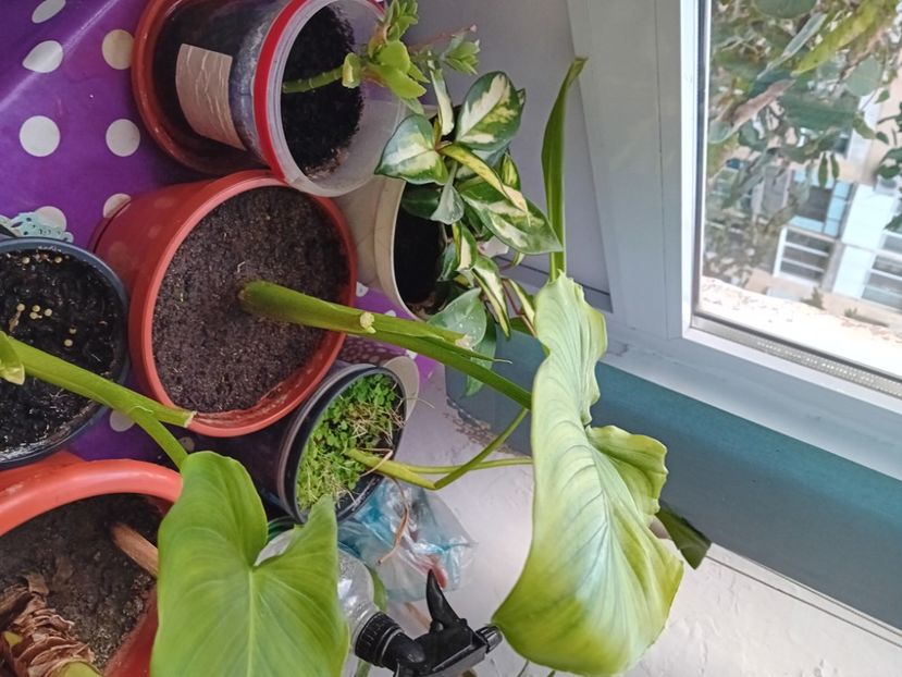  - Plante de apartament