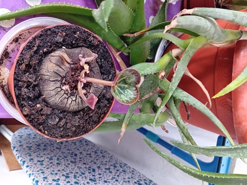  - Plante de apartament