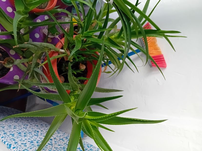  - Plante de apartament