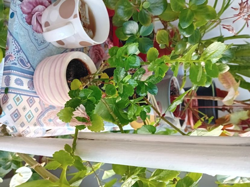  - Plante de apartament