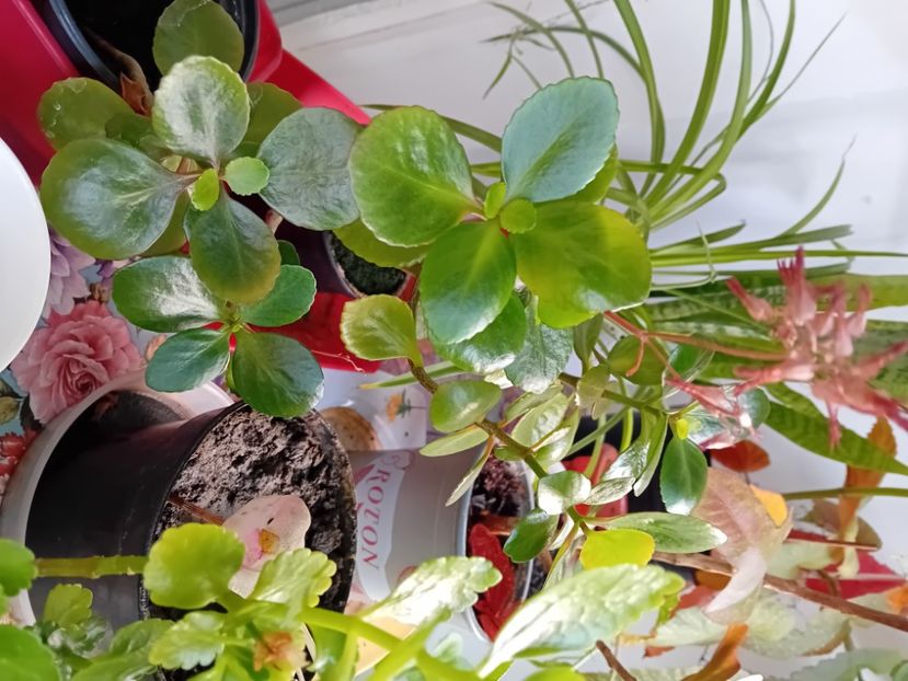  - Plante de apartament