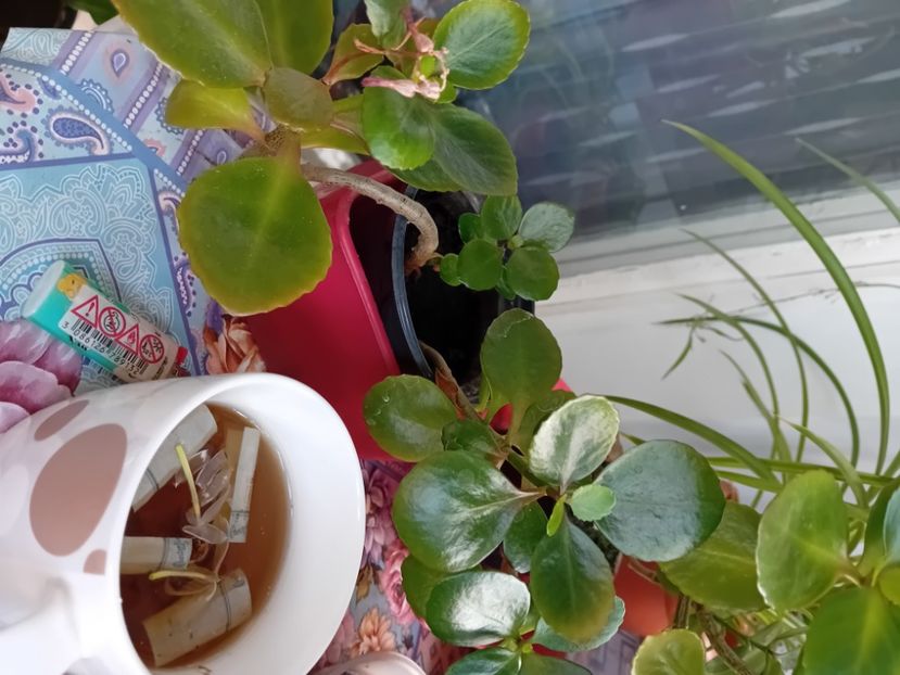  - Plante de apartament