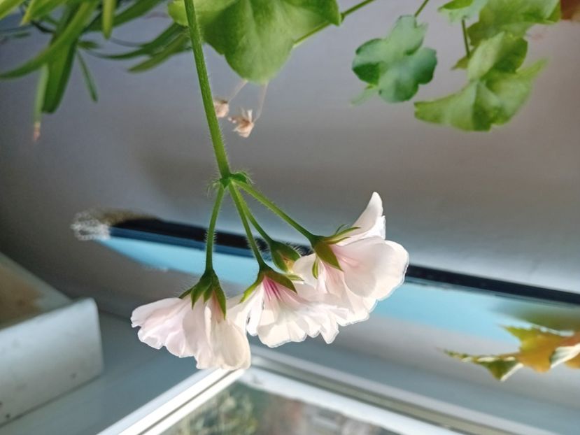  - Plante de apartament