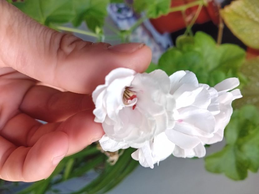  - Plante de apartament