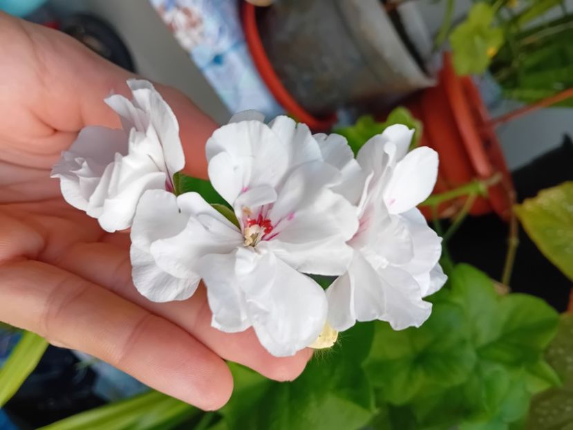  - Plante de apartament