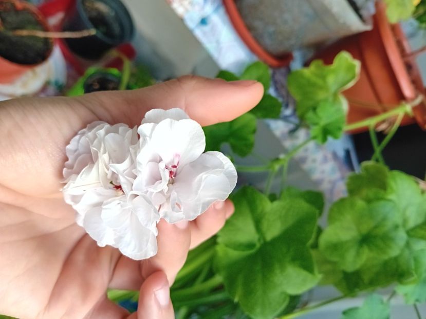  - Plante de apartament