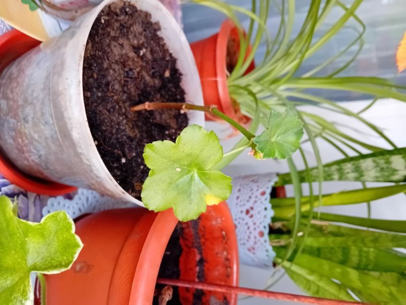  - Plante de apartament