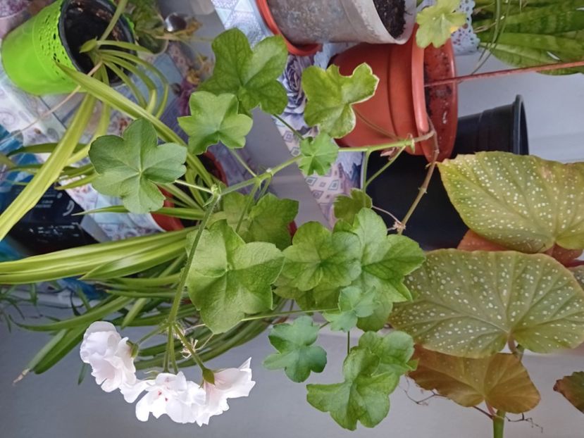  - Plante de apartament