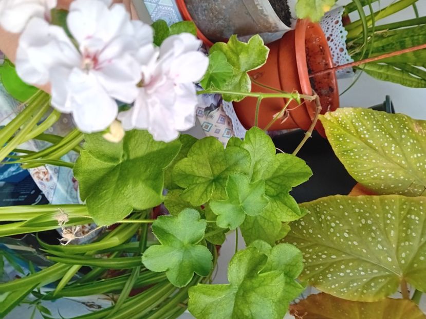  - Plante de apartament