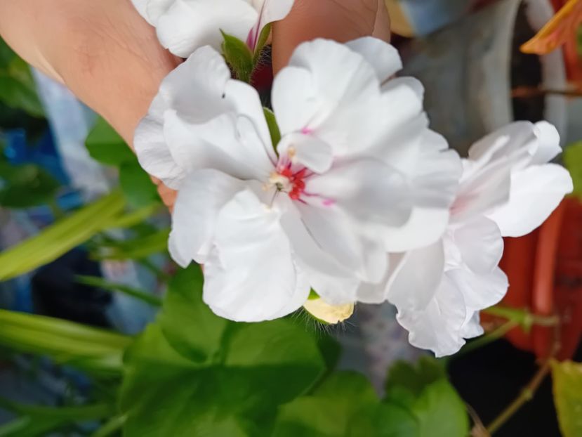  - Plante de apartament