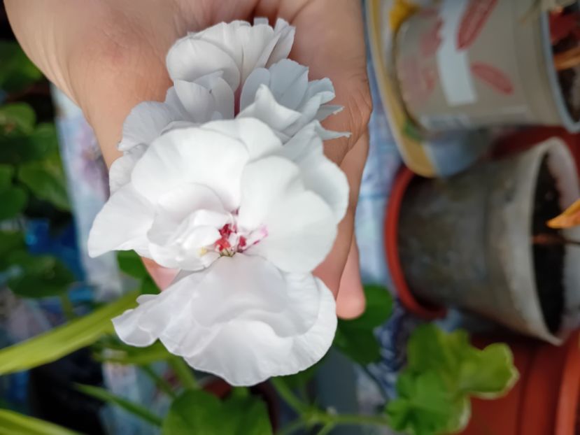  - Plante de apartament