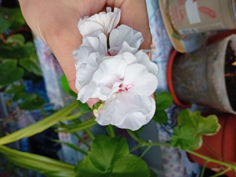  - Plante de apartament