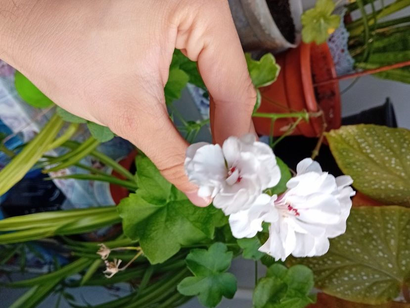  - Plante de apartament