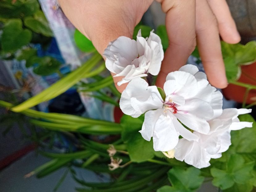  - Plante de apartament