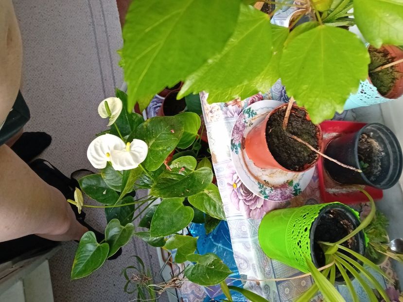  - Plante de apartament