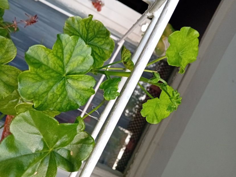  - Plante de apartament