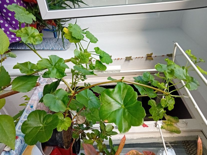  - Plante de apartament