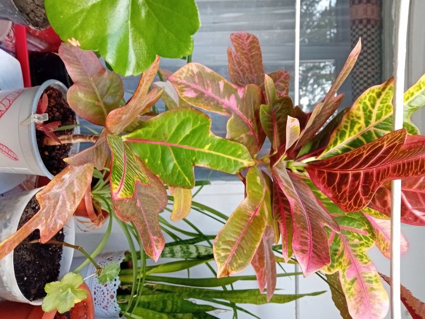  - Plante de apartament