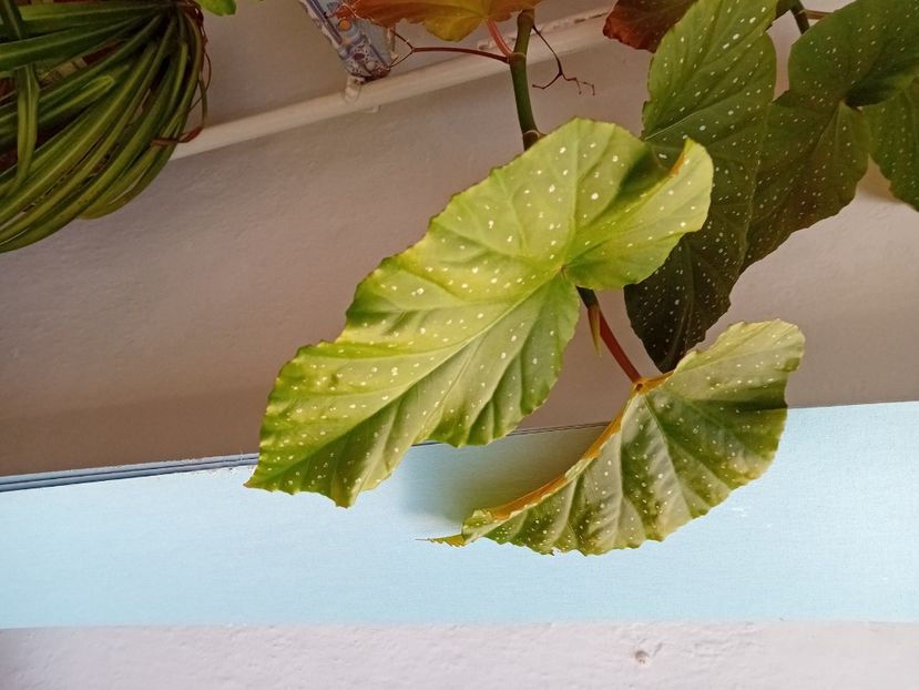  - Plante de apartament