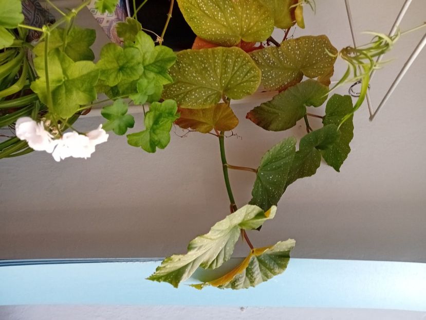  - Plante de apartament