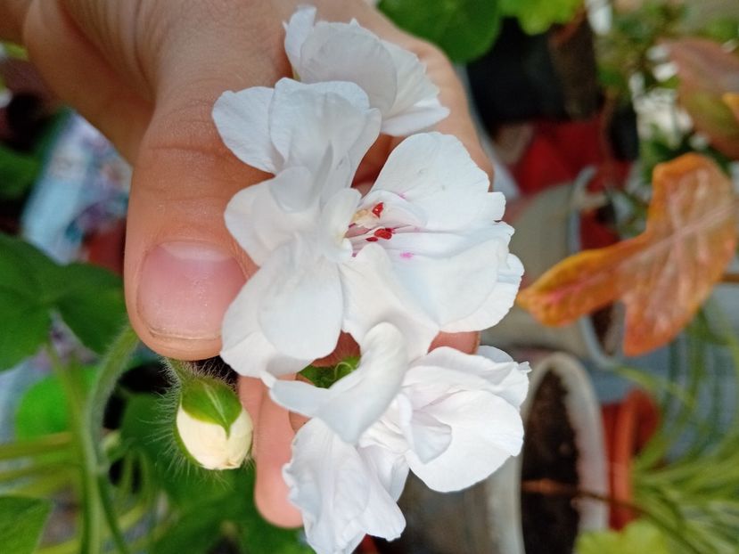  - Plante de apartament