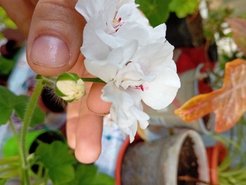  - Plante de apartament