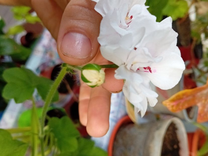  - Plante de apartament