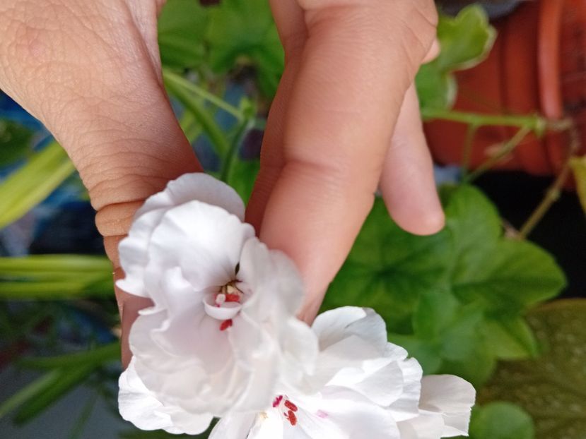  - Plante de apartament