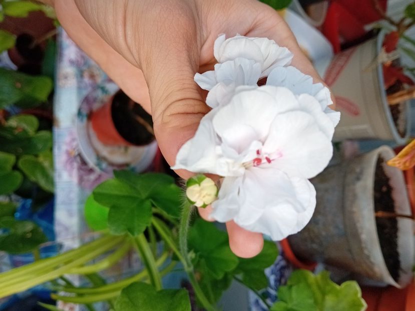  - Plante de apartament