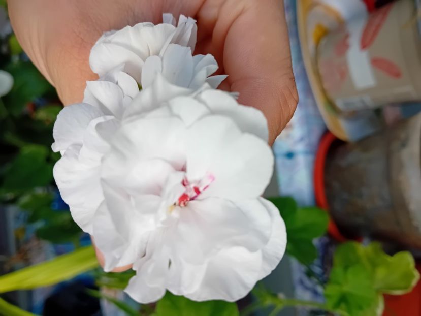  - Plante de apartament