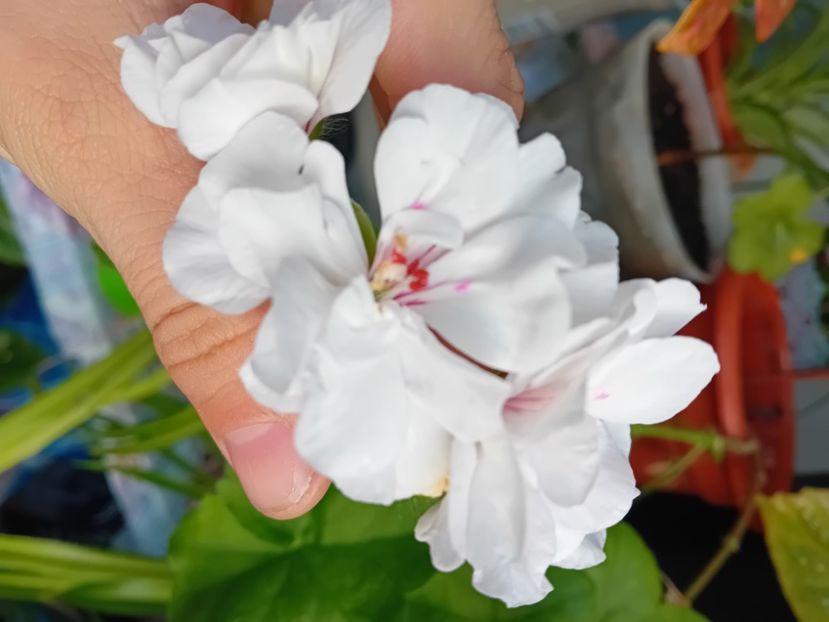  - Plante de apartament