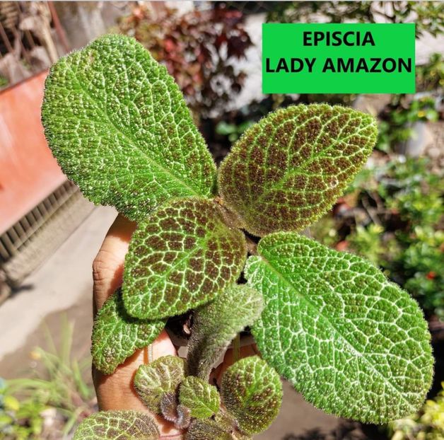  - Din gradina altor iubitori de floricele
