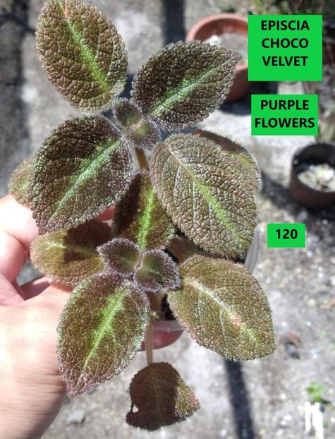  - Din gradina altor iubitori de floricele